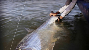 Vignette du programme télé Dans l'oeil du tarpon