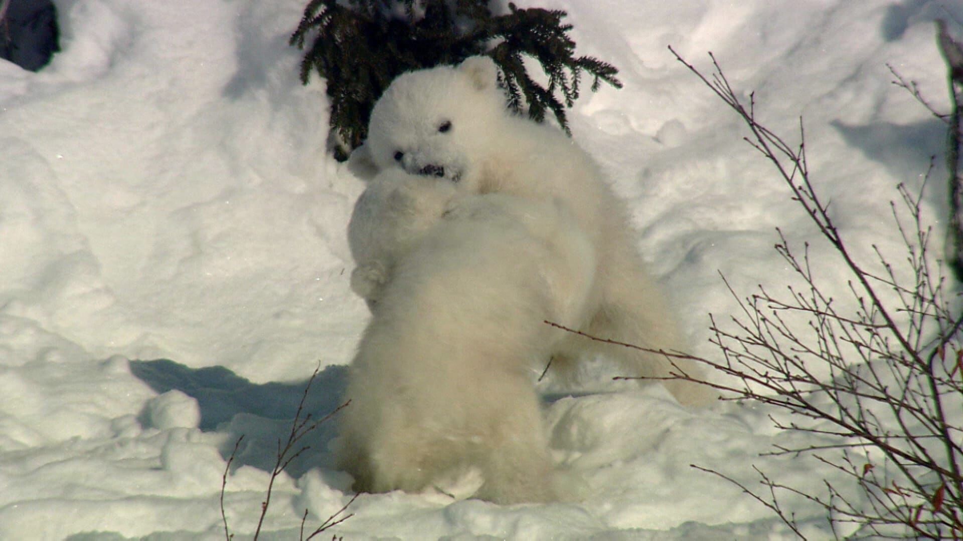 Vignette du programme télé Le livre de la jungle : mission safari