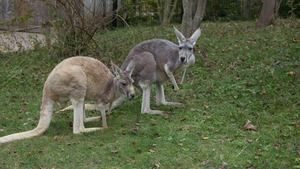 Vignette du programme télé Au coeur du zoo (Romance entre kangourous) (n°4)