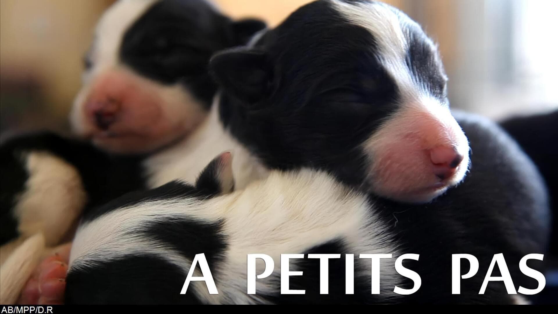 Vignette du programme télé À petits pas