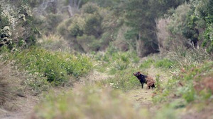 Vignette du programme télé Diables de Tasmanie, la dernière chance