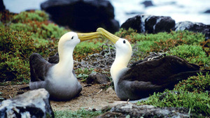 Vignette du programme télé Equator's Wild Secrets (Les îles Galápagos) S1 (1/6)
