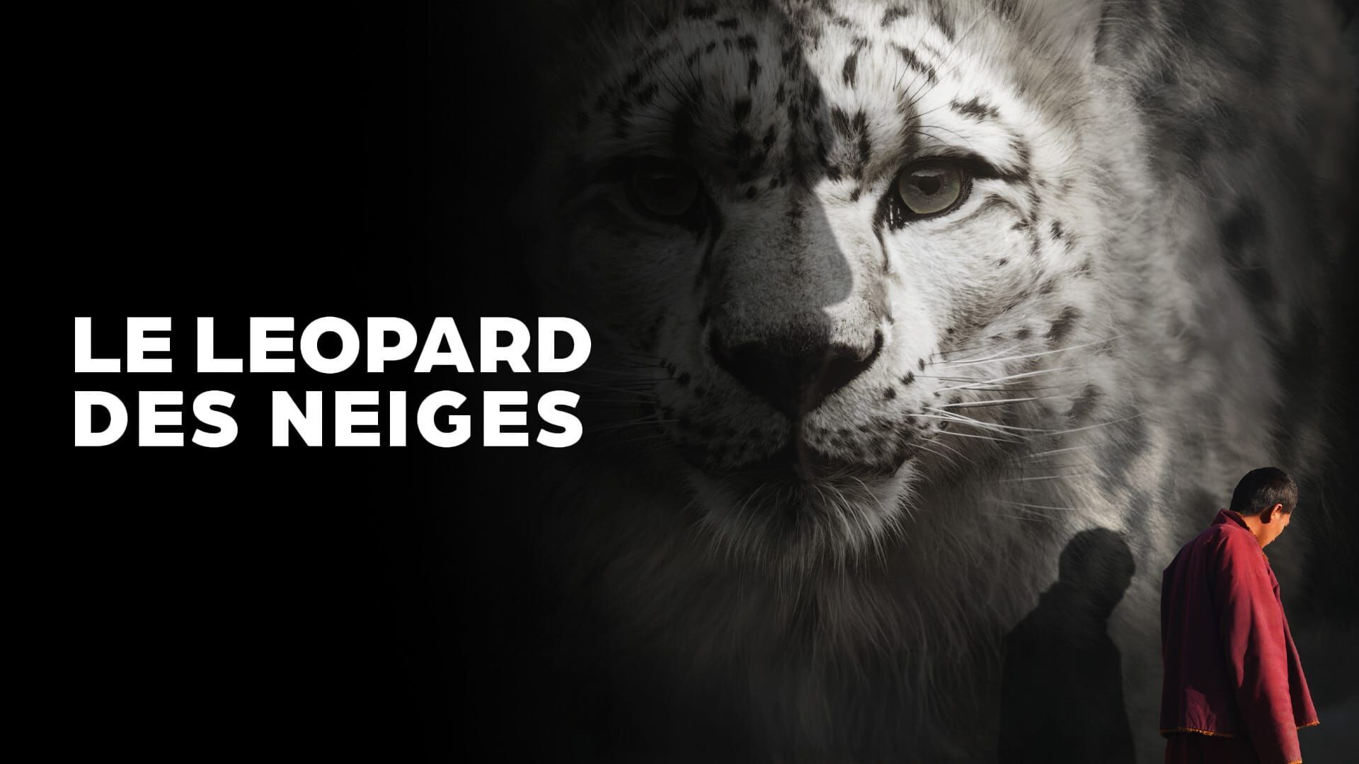 Vignette du programme télé Le Léopard des neiges