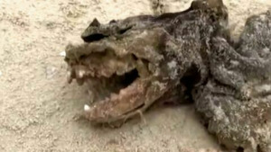 Vignette du programme télé En quête de preuves (Bienvenue à Monkey Island) S1 (2/10)