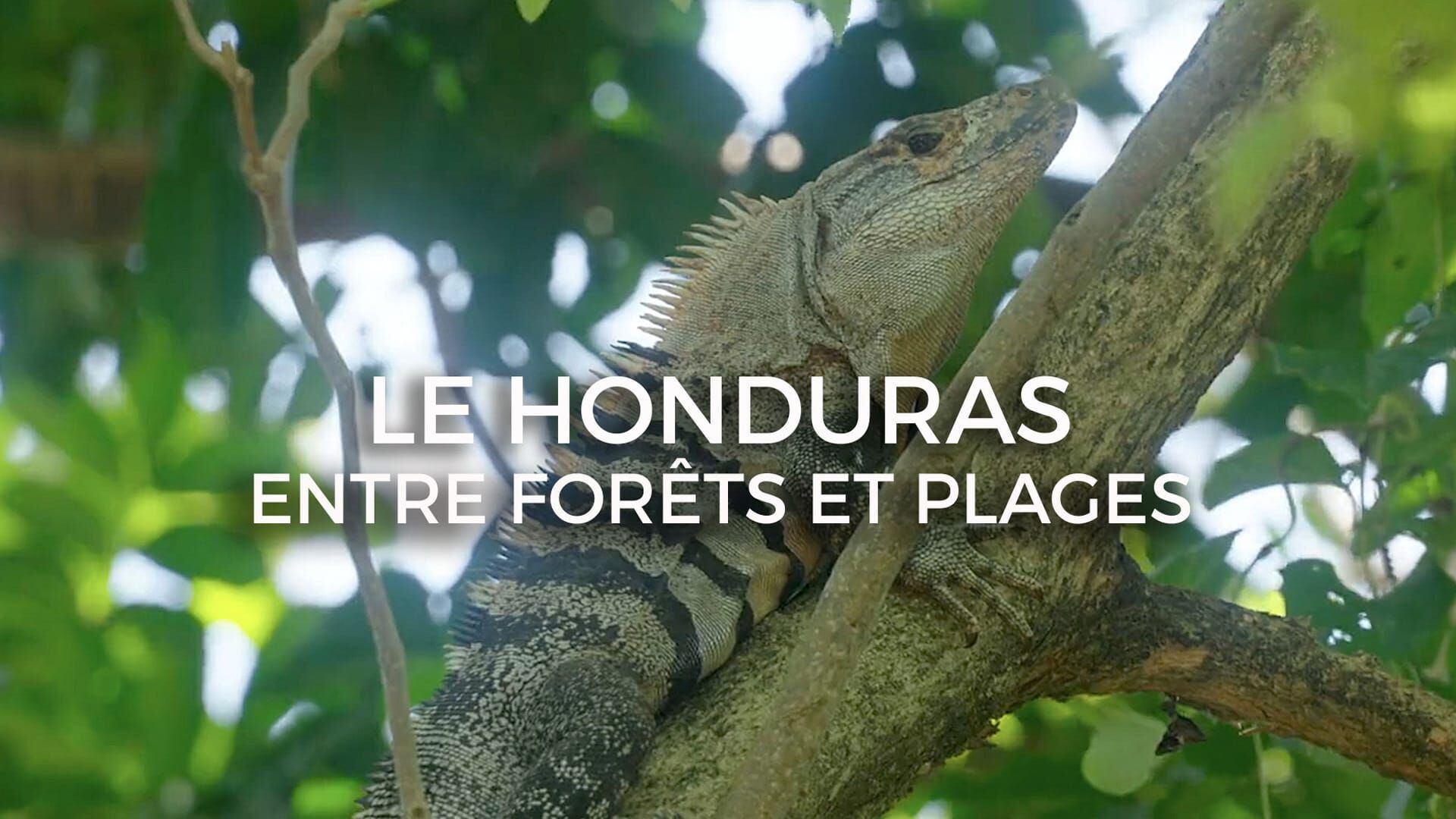 Vignette du programme télé Le Honduras entre forêt tropicale et plages