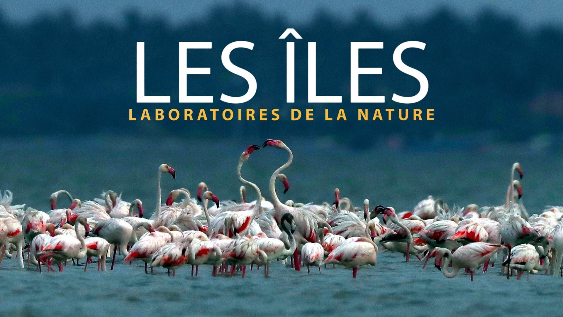 Vignette du programme télé Les îles, laboratoires de la nature
