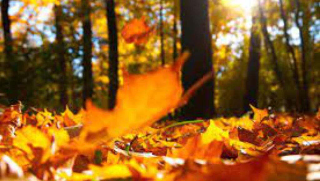 Vignette du programme télé Herfstbeelden