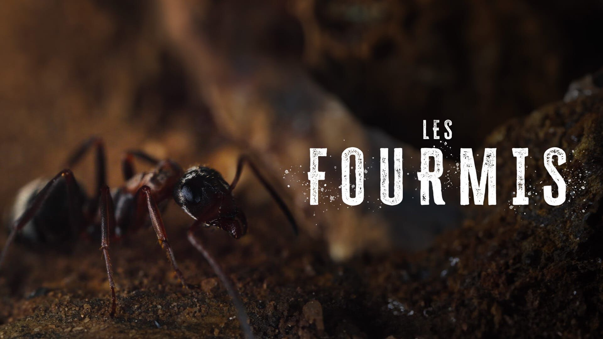 Vignette du programme télé Les fourmis