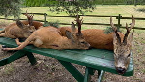 Vignette du programme télé Les grands brocards de Pologne