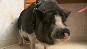 Vignette du programme télé L'incroyable Dr Pol (Invasion féline) (n°11)