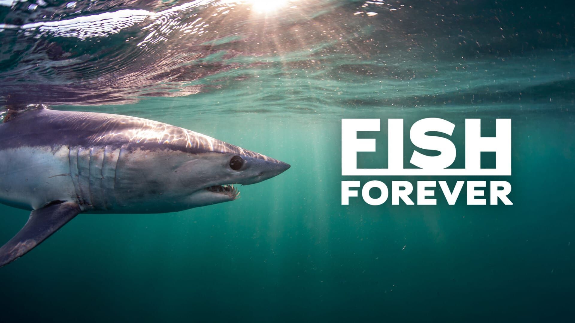 Vignette du programme télé Fish Forever