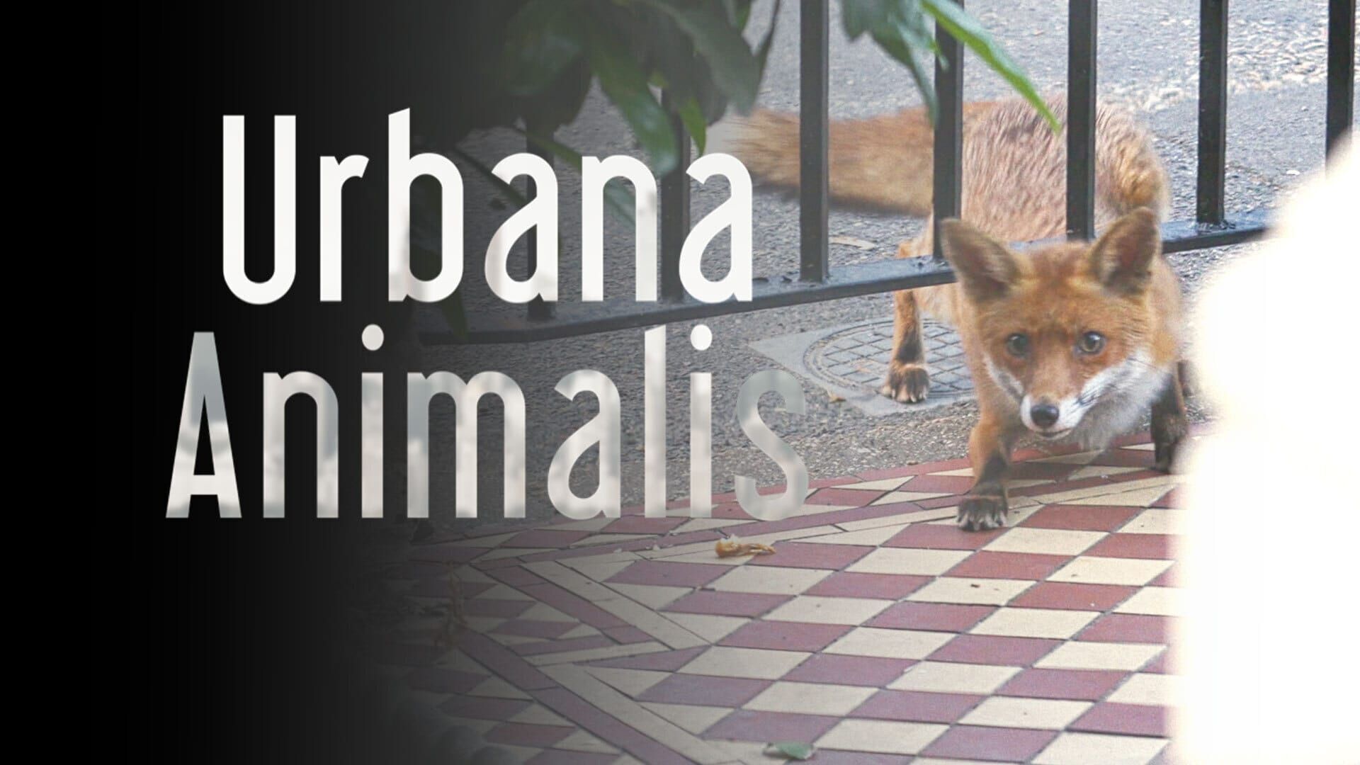Vignette du programme télé Urbana animalis