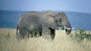 Vignette du programme télé Equator's Wild Secrets (L'Afrique équatoriale) S1 (6/6)