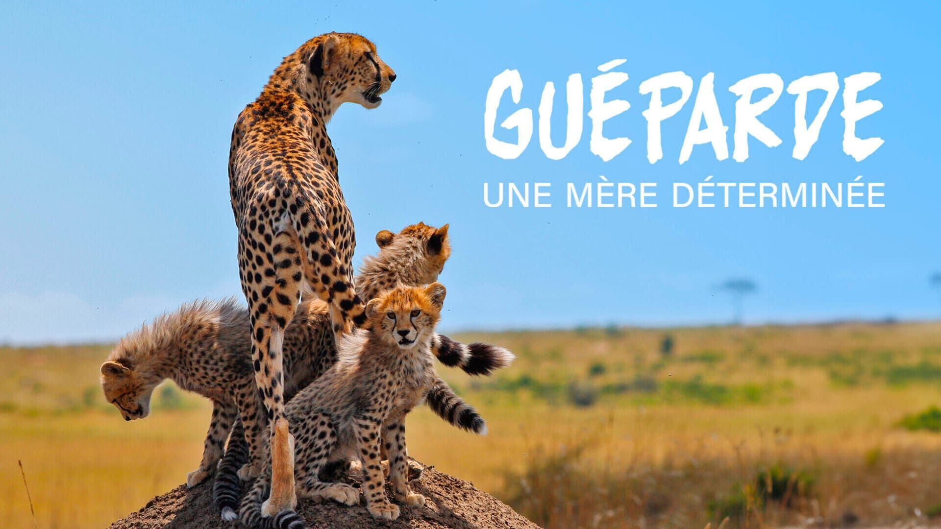 Vignette du programme télé Guéparde, une mère déterminée