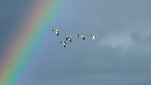 Vignette du programme télé Penn-ar-Bed, terre de sauvagine