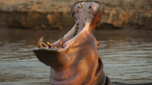 Vignette du programme télé Afrique : à la vie, à la mort (La guerre au bord de l'eau) (n°2)