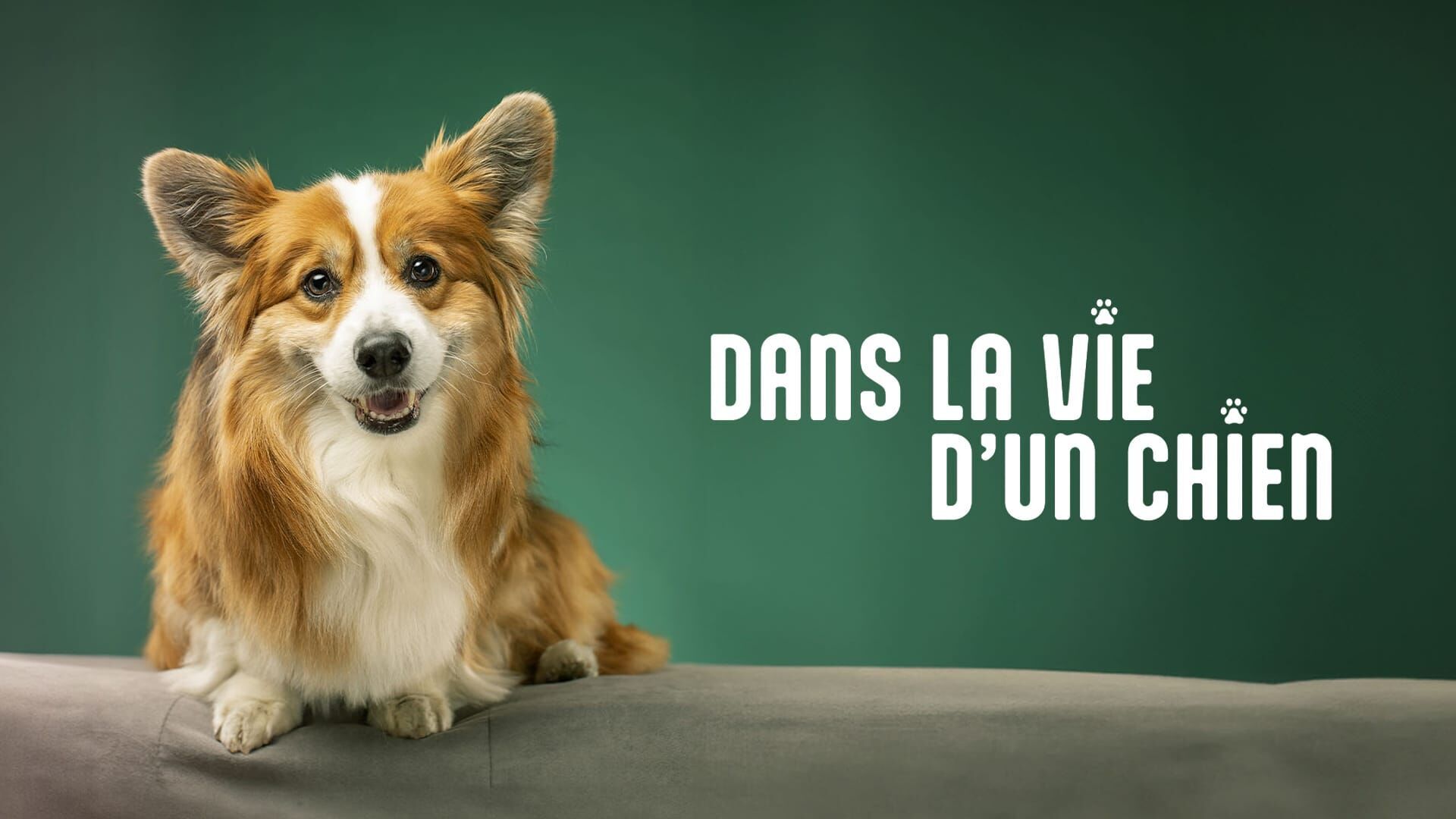 Vignette du programme télé Dans la vie d'un chien
