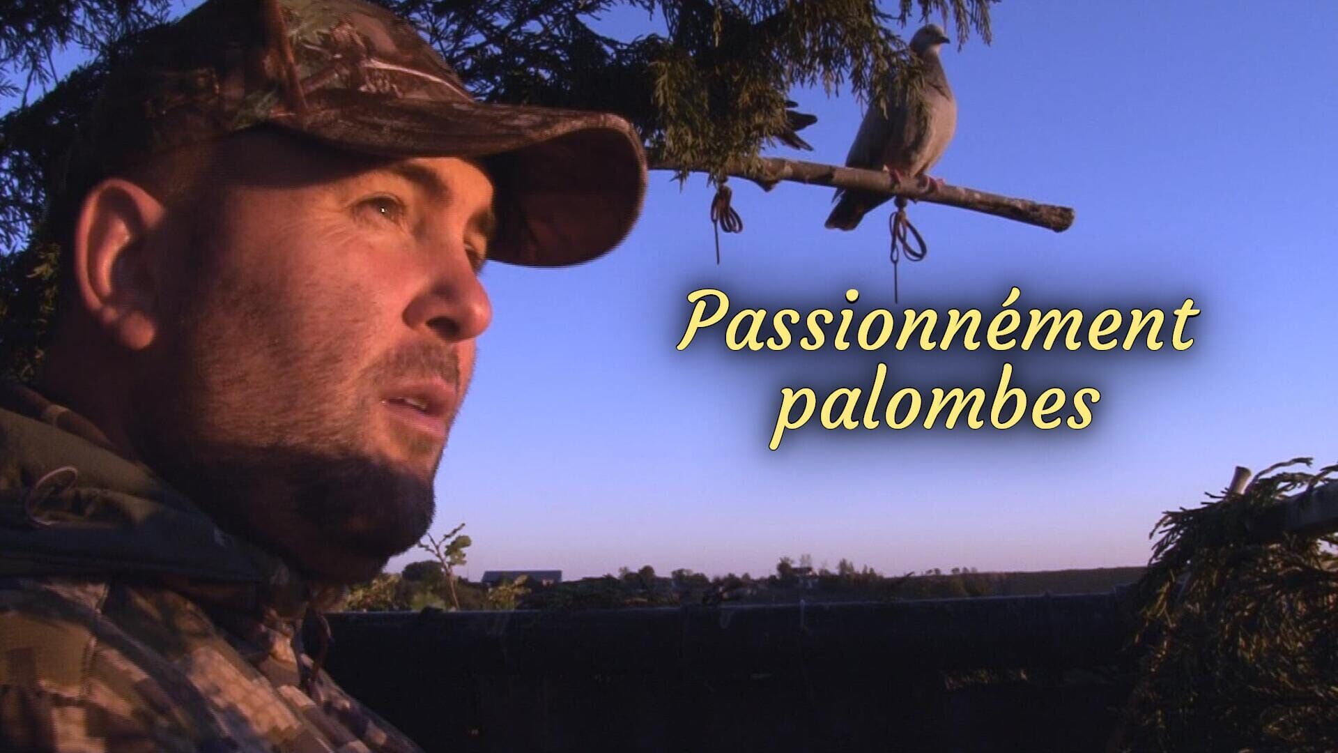 Vignette du programme télé Passionnément palombes