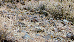 Vignette du programme télé Taïwan sauvage (Les survivants du désert) S1 (1/3)