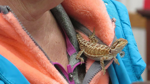 Vignette du programme télé L'incroyable Dr Pol (Des toutous partout) (n°15)