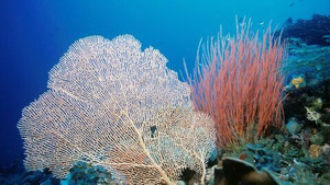 Vignette du programme télé Equator's Wild Secrets (Royaume de corail) S1 (n°4)