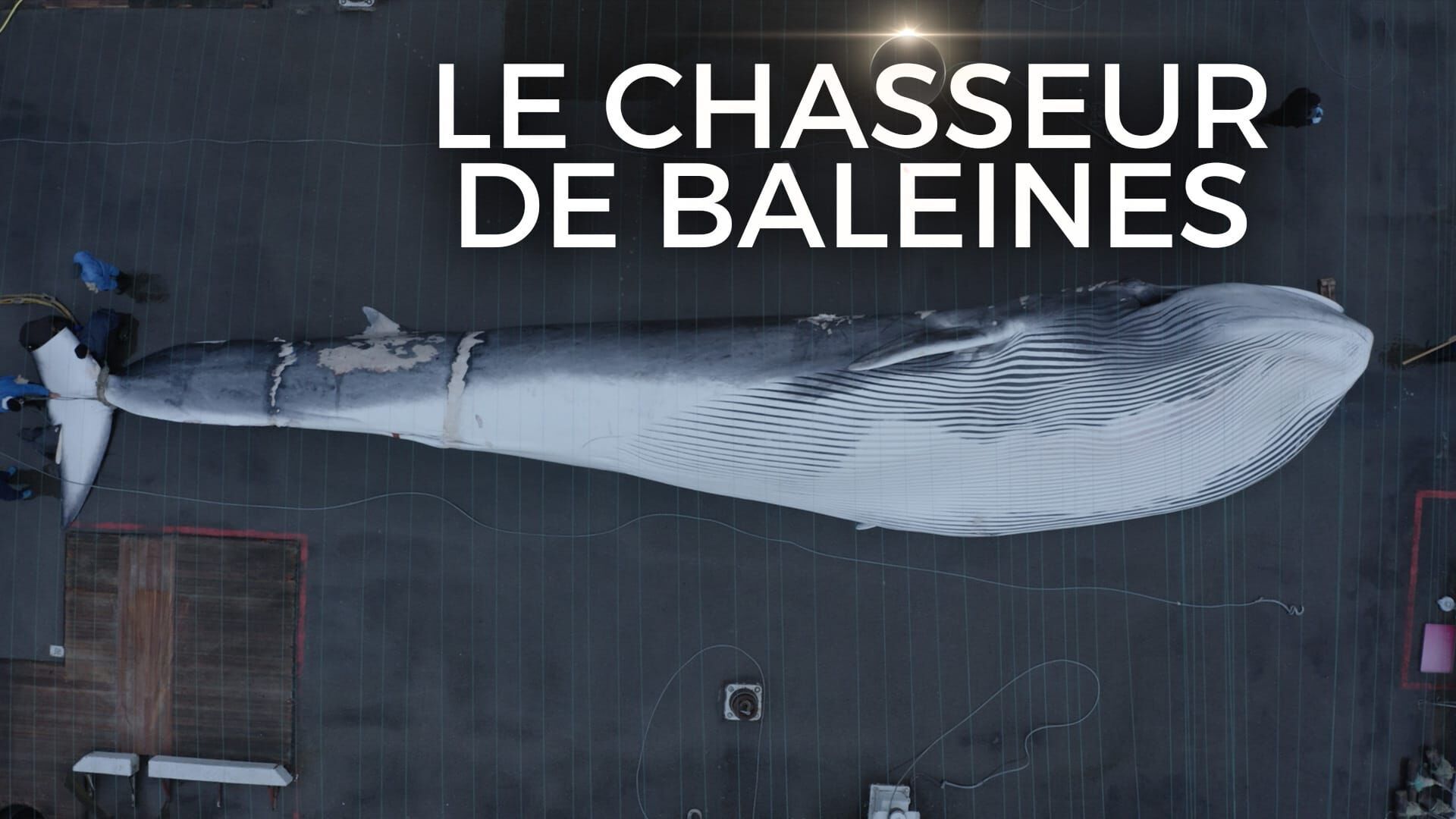 Vignette du programme télé Le chasseur de baleines