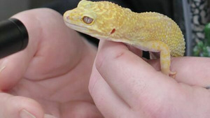 Vignette du programme télé L'incroyable Dr Pol (De jour comme de nuit) (n°17)