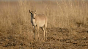Vignette du programme télé Taïwan sauvage (Les plaines de l'extrême) S1 (2/3)