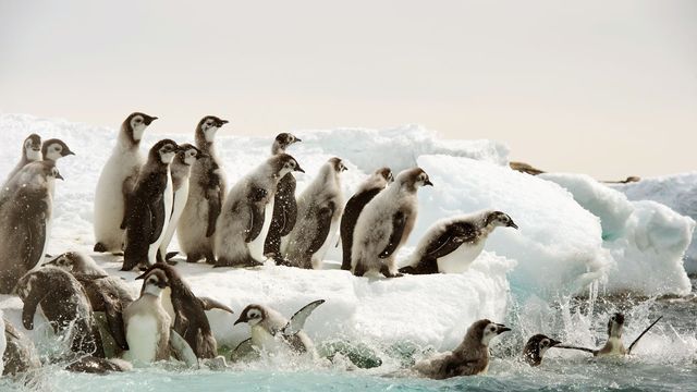 Vignette du programme télé Antarctica, sur les traces de l'empereur