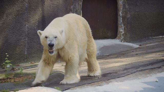 Vignette du programme télé Le Zoo de San Diego - Saison 2