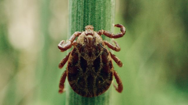 Vignette du programme télé La pègre animale : La vie secrète des parasites