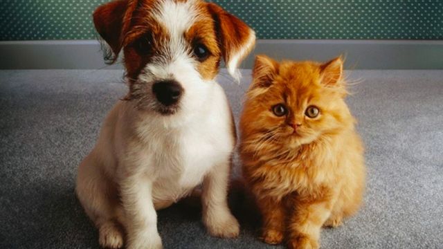 Vignette du programme télé Chiens et chats sans collier - Saison 1
