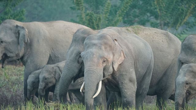 Vignette du programme télé Inde, les éléphants de la discorde