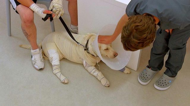 Vignette du programme télé Vétérinaires, leur vie en direct - Saison 1