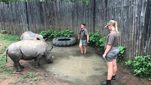 Vignette du programme télé SOS animaux orphelins (A la recherche de la maman genette) S1 (n°3)