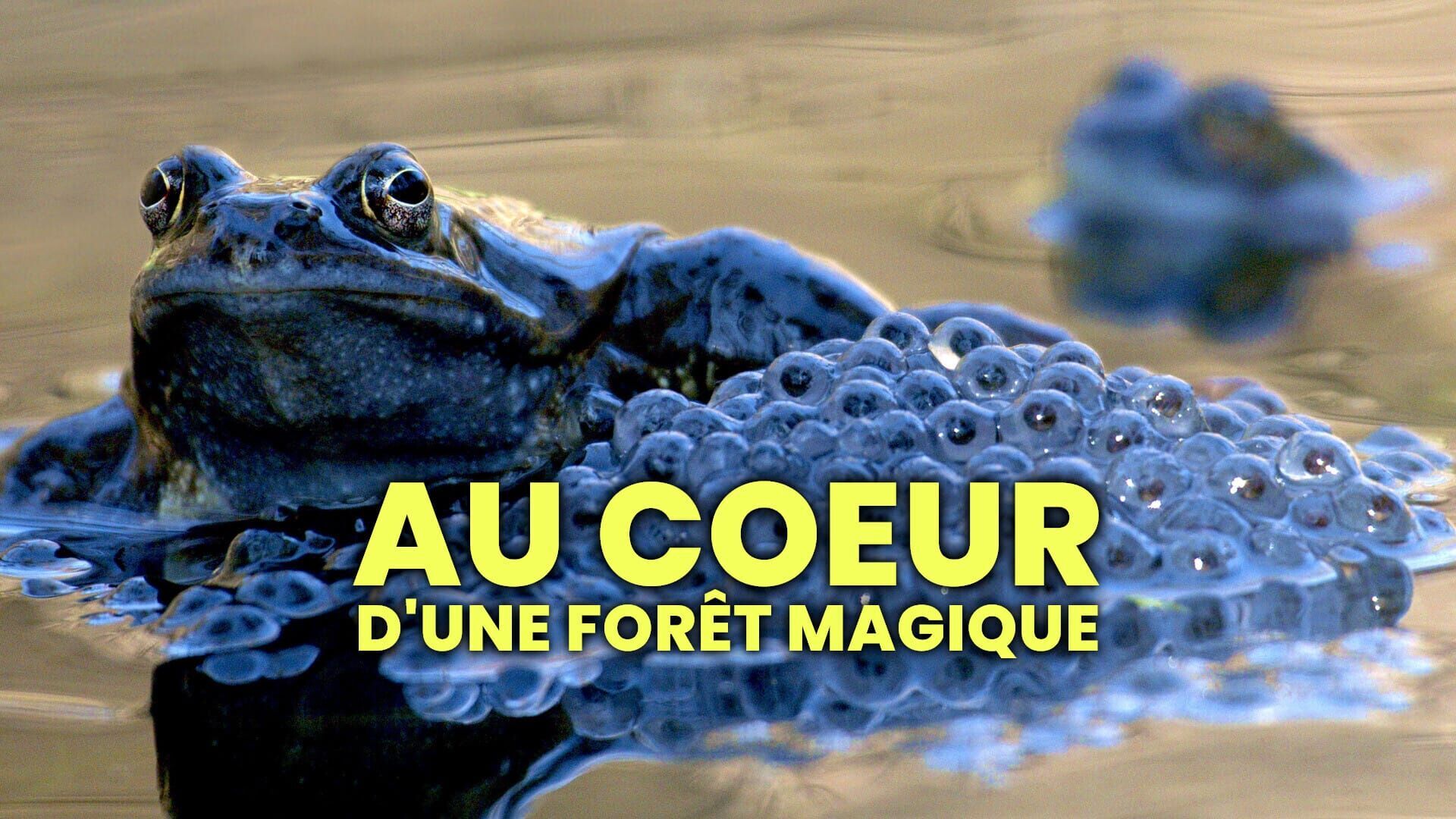 Vignette du programme télé Au coeur d'une forêt magique