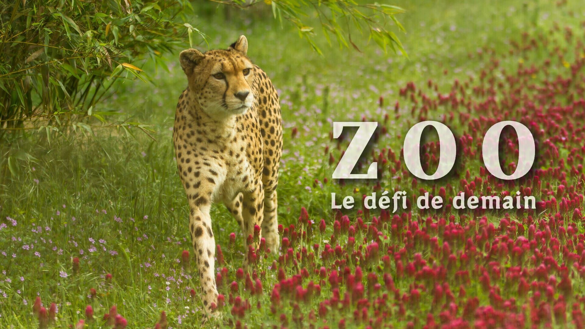 Vignette du programme télé Zoo : le défi de demain