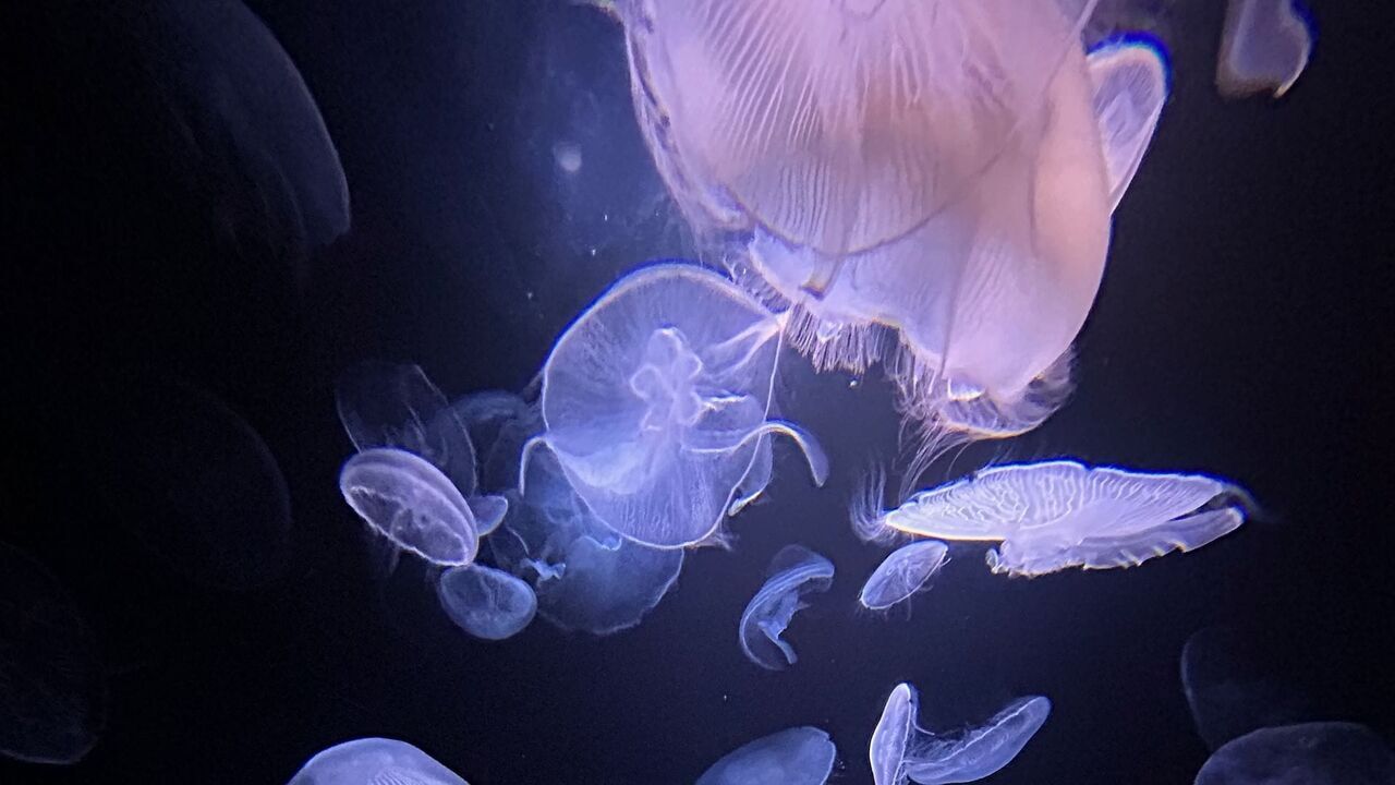 Vignette du programme télé Méduses : Les souveraines des océans