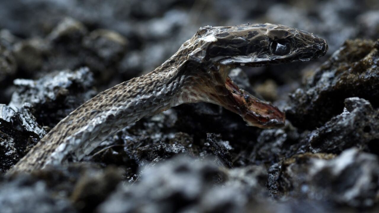 Vignette du programme télé Mémoires de volcans