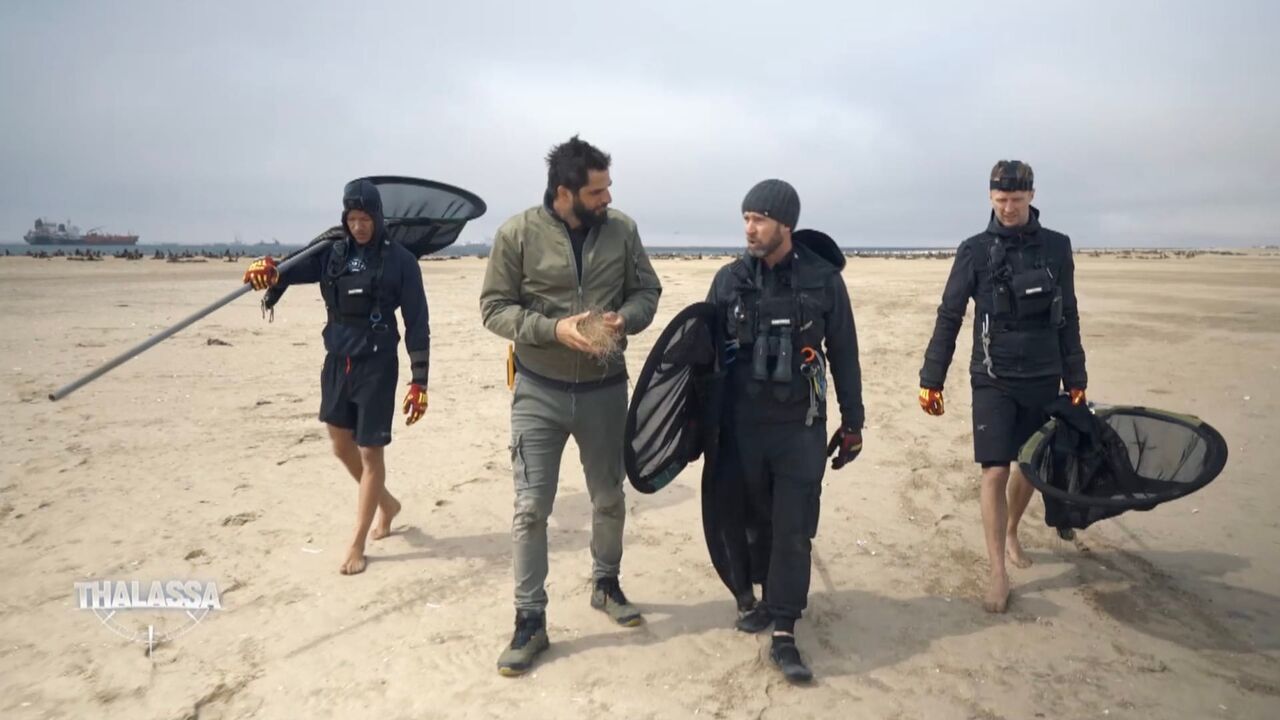 Vignette du programme télé Thalassa, aventures extrêmes