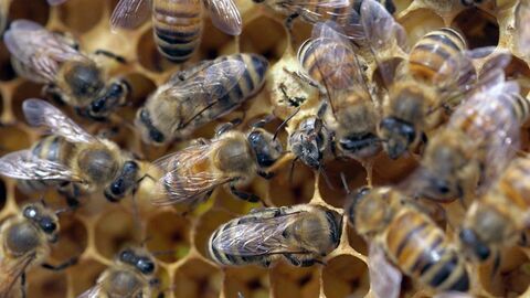 Vignette du programme télé Les maîtres des abeilles