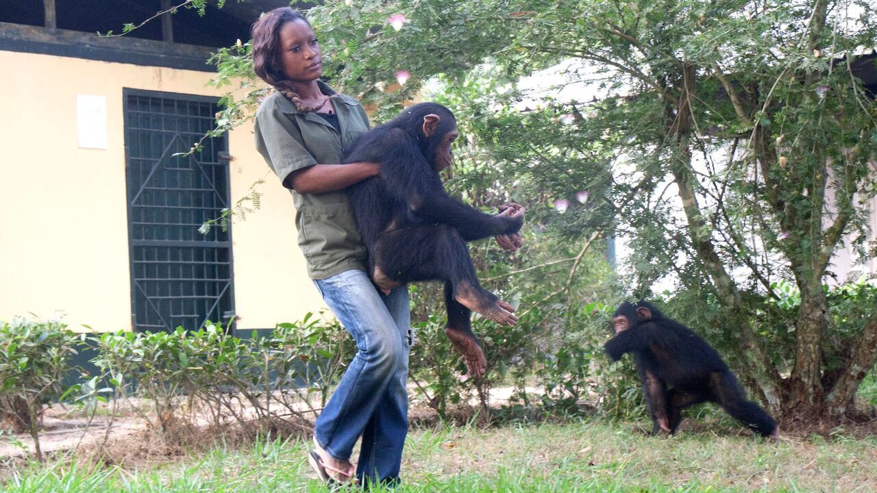 Vignette du programme télé Jane Goodall et les chimpanzés de Tchimpounga