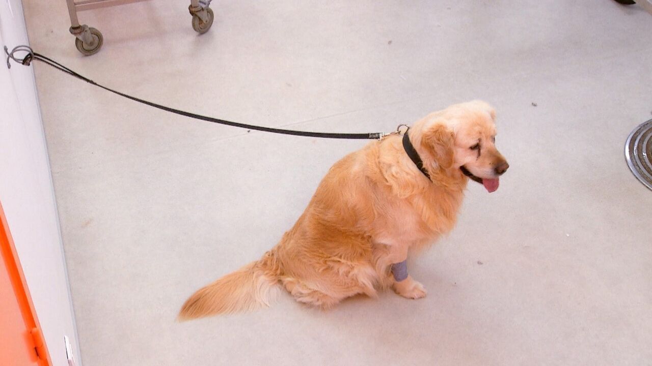 Vignette du programme télé Vétérinaires, leur vie en direct