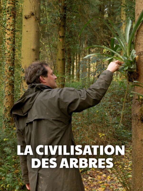 Vignette du programme télé La civilisation des arbres
