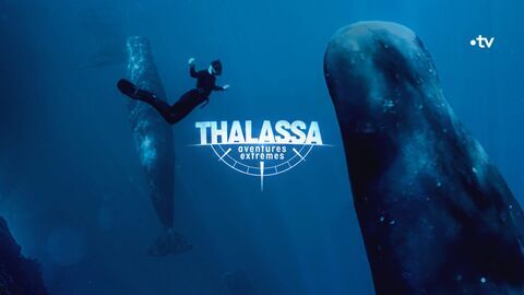 Vignette du programme télé Thalassa, aventures extrêmes