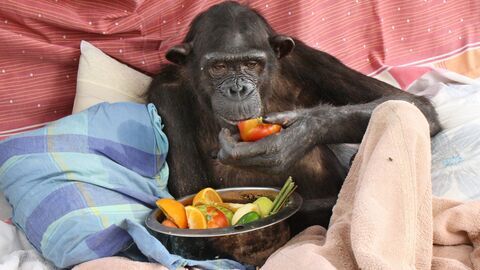 Vignette du programme télé Jane Goodall et les chimpanzés de Tchimpounga