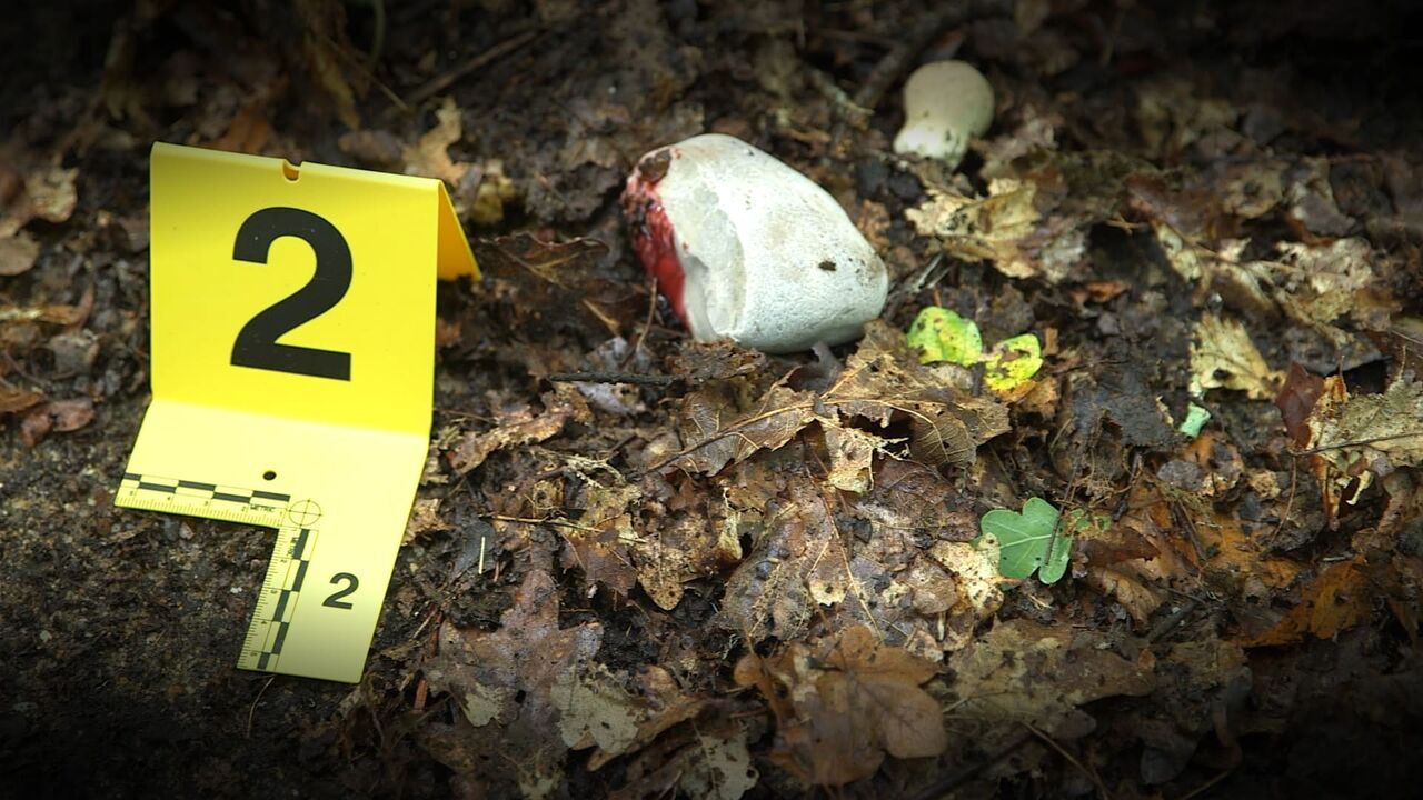 Vignette du programme télé Indices *2025