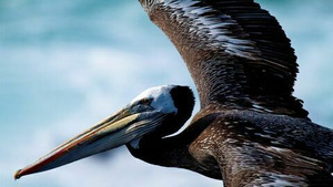 Vignette du programme télé Les oiseaux d'Amérique (n°1)