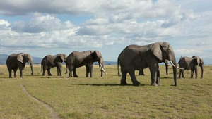 Vignette du programme télé Planète hostile (Les prairies) S1 (3/6)