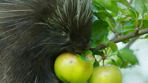 Vignette du programme télé Des animaux et des arbres